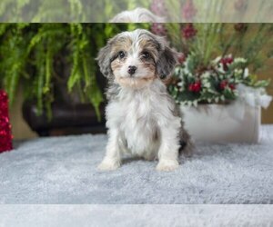 Cavachon Litter for sale in MILLERSBURG, OH, USA