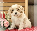 Small #2 Cavachon