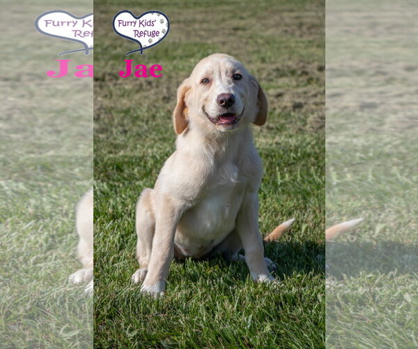 Medium Photo #3 Labrenees Puppy For Sale in Lee's Summit, MO, USA