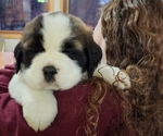 Small Photo #10 Saint Bernard Puppy For Sale in BETHEL, MO, USA
