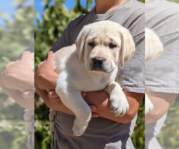 Medium Photo #1 Labrador Retriever Puppy For Sale in COARSEGOLD, CA, USA