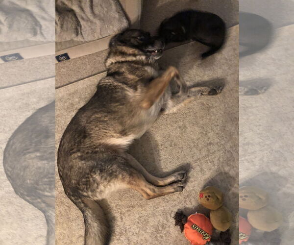 Medium Photo #11 Labrador Retriever-Unknown Mix Puppy For Sale in Holly Springs, NC, USA