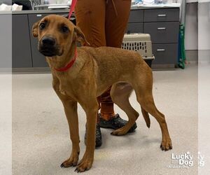 Mutt Dogs for adoption in Washington, DC, USA