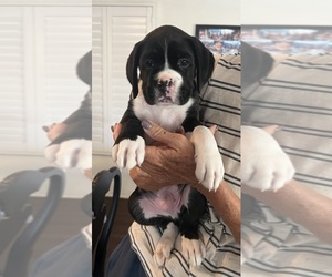 Boxer Puppy for sale in PALM DESERT, CA, USA