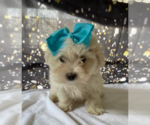 Small Photo #1 Maltese Puppy For Sale in LANCASTER, PA, USA