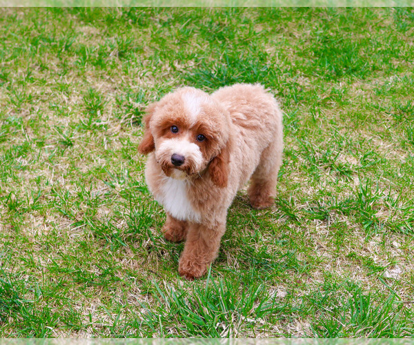 Medium Photo #3 Poodle (Miniature) Puppy For Sale in SYRACUSE, IN, USA