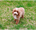 Small #2 Poodle (Miniature)