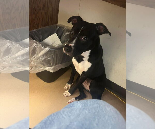 Medium Photo #26 American Pit Bull Terrier-Unknown Mix Puppy For Sale in Germantown, OH, USA