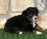 Small Photo #9 Miniature Australian Shepherd Puppy For Sale in COLLEGE STA, TX, USA