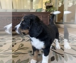 Small Photo #4 Bernedoodle Puppy For Sale in POTTSTOWN, PA, USA