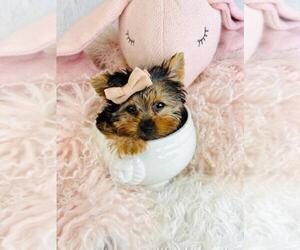 Yorkshire Terrier Puppy for sale in JACKSONVILLE, FL, USA