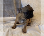 Small Photo #4 French Bulldog Puppy For Sale in JOHNS ISLAND, SC, USA