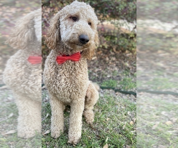 Full screen Photo #1 Goldendoodle Puppy For Sale in SAN ANTONIO, TX, USA
