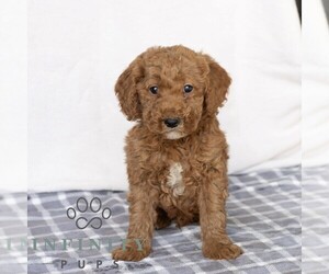Poodle (Miniature) Puppy for sale in GAP, PA, USA