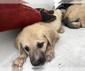 Catahoula Leopard Dog Dogs for adoption in Houston, TX, USA