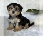 Small #7 Morkie