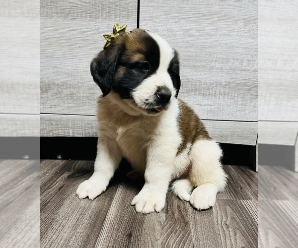 Medium Photo #17 Saint Bernard Puppy For Sale in WHITESBORO, NY, USA
