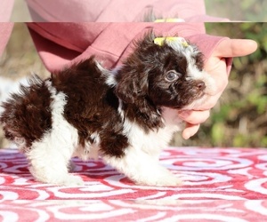 ShihPoo Puppy for sale in DYERSBURG, TN, USA