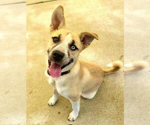 *SHELBY - Female Siberian Husky-Unknown Mix Dog for Adoption - Photo #2