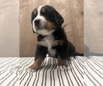 Small Photo #5 Bernese Mountain Dog Puppy For Sale in ATWATER, CA, USA