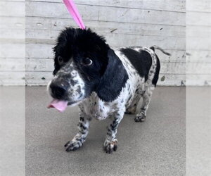 Cocker Spaniel-Unknown Mix Dogs for adoption in San Bernardino, CA, USA