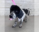 GIZMO - Male Cocker Spaniel-Unknown Mix Dog for Adoption - Small photo