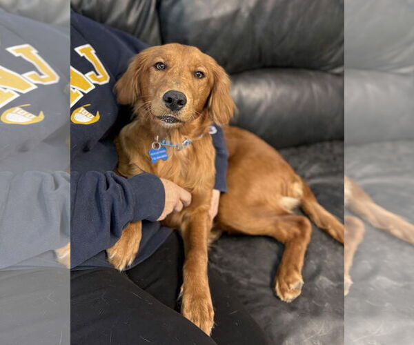 Medium Photo #3 Golden Retriever Puppy For Sale in Spring Lake, NJ, USA