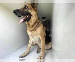 Medium German Shepherd Dog