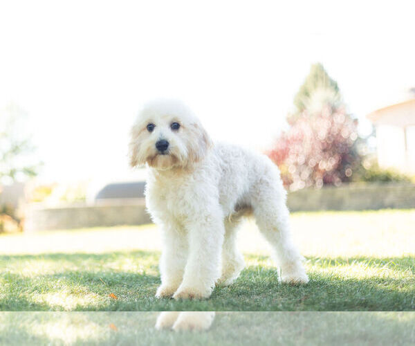 Medium Photo #3 Cavapoo Puppy For Sale in WARSAW, IN, USA