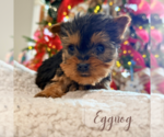 Small #4 Yorkshire Terrier