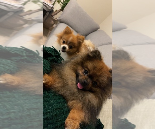 Medium Photo #1 Pomeranian Puppy For Sale in LEICESTER, NC, USA