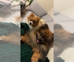 Small Photo #1 Pomeranian Puppy For Sale in LEICESTER, NC, USA