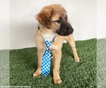 Small #1 Australian Shepherd-German Shepherd Dog Mix