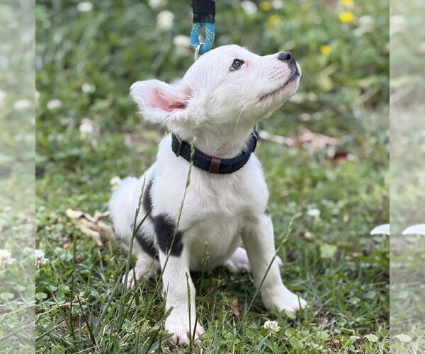 Medium Photo #2 Labrador Retriever Puppy For Sale in Yardley, PA, USA