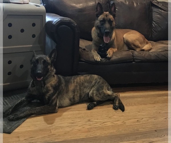 Medium Photo #5 Belgian Malinois-Dutch Shepherd Dog Mix Puppy For Sale in BLOOMINGTON, IN, USA