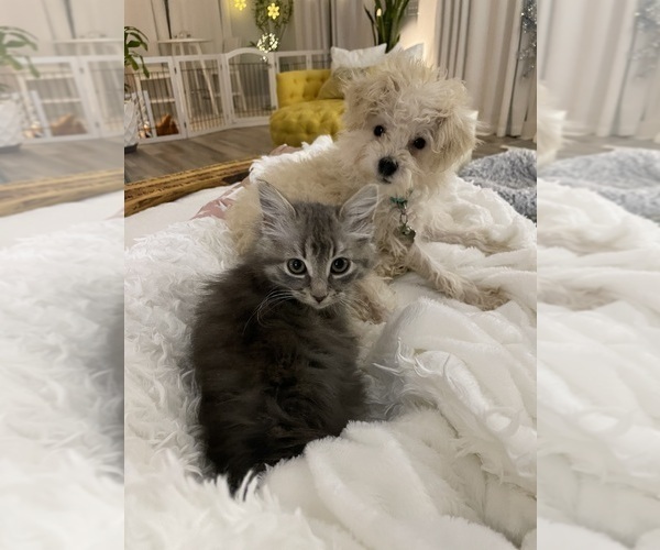Medium Photo #1 ShihPoo Puppy For Sale in LOUISBURG, NC, USA