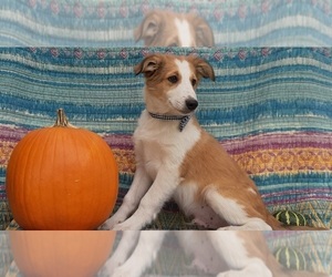 Border Collie Puppy for sale in LANCASTER, PA, USA
