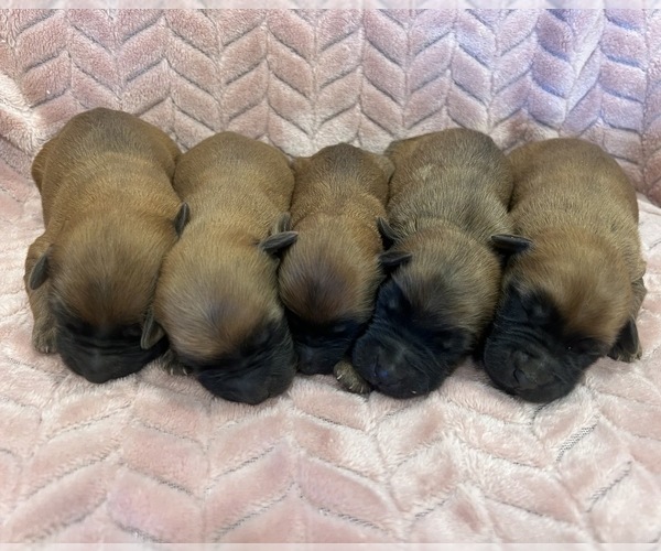 Medium Photo #2 Soft Coated Wheaten Terrier Puppy For Sale in SALEM, MO, USA