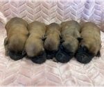 Wheaten girls - Female Soft Coated Wheaten Terrier Puppy for Sale - Photo #2
