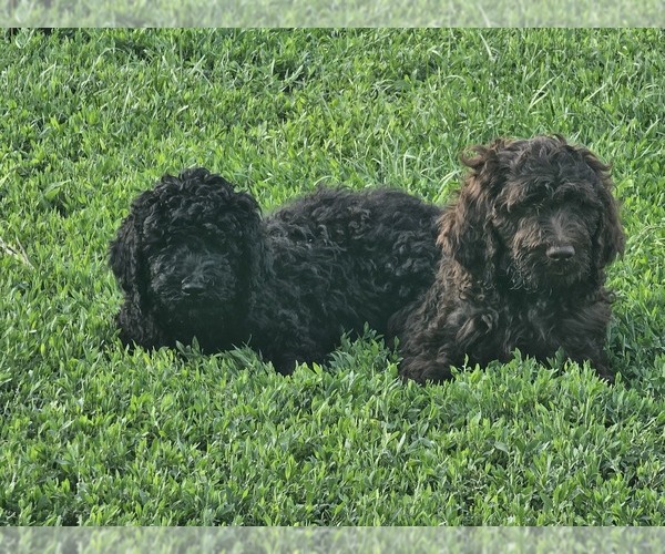 Medium Photo #1 Springerdoodle Puppy For Sale in FREMONT, NE, USA