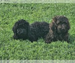 Small Springerdoodle