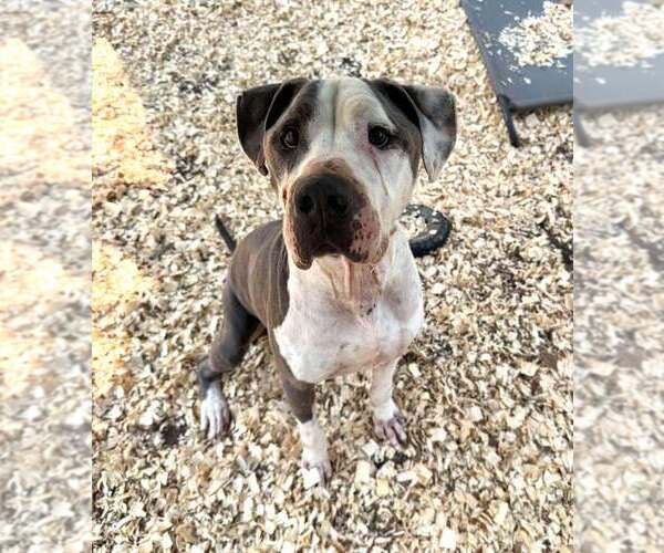 Medium Photo #16 American Pit Bull Terrier-Unknown Mix Puppy For Sale in New York, NY, USA