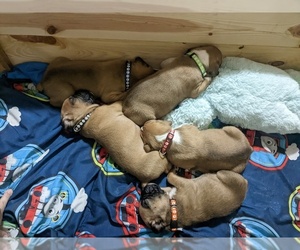 Boxer Puppy for sale in MICHIGAN CENTER, MI, USA