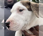 Small American Pit Bull Terrier-Black Mouth Cur Mix