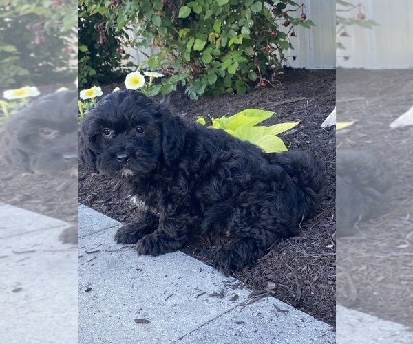 Medium Photo #5 Lhasa-Poo Puppy For Sale in CANOGA, NY, USA