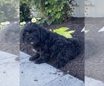 Small #4 Lhasa-Poo