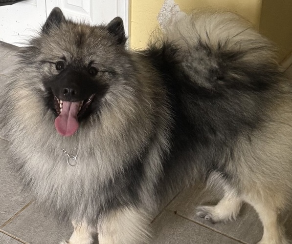 Medium Photo #1 Keeshond Puppy For Sale in MORRISON, CO, USA