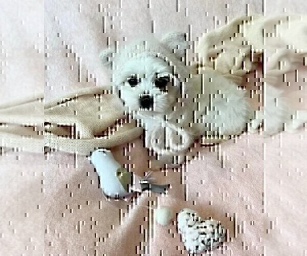 Medium Photo #10 Maltese Puppy For Sale in DACULA, GA, USA