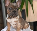 Small Photo #22 French Bulldog Puppy For Sale in GOSHEN, IN, USA