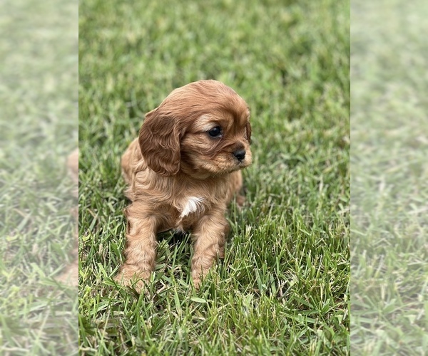 Medium Photo #2 Cavalier King Charles Spaniel Puppy For Sale in NILES, MI, USA